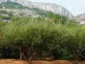Klis fortress & Olive garden tour from Split