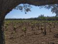 Wine tasting and degustation in family owned Winery in Kaštela